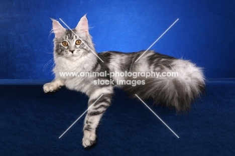 Maine Coon on blue background