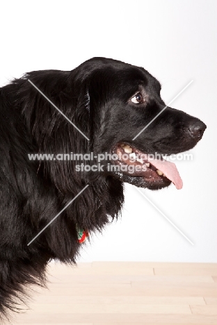 Newfoundland mixed breed profile