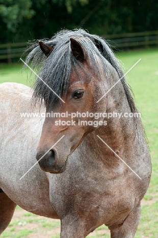 One welsh mountain pony in a green field