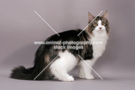 Maine Coon standing, brown tabby & white colour