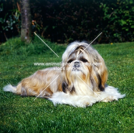 shih tzu lying on grass