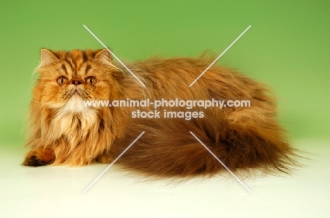 chocolate tortie tabby persian cat, lying down