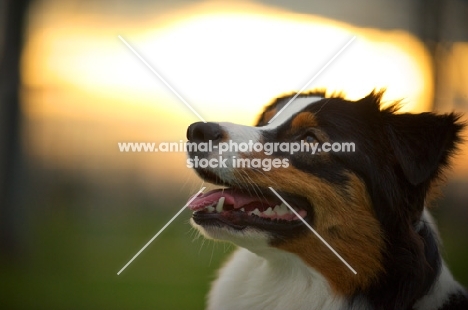 black tri colour australian shepherd smiling, sunset in the background