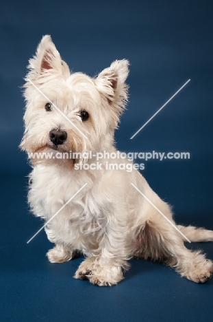 West Highland White Terrier sitting in studio