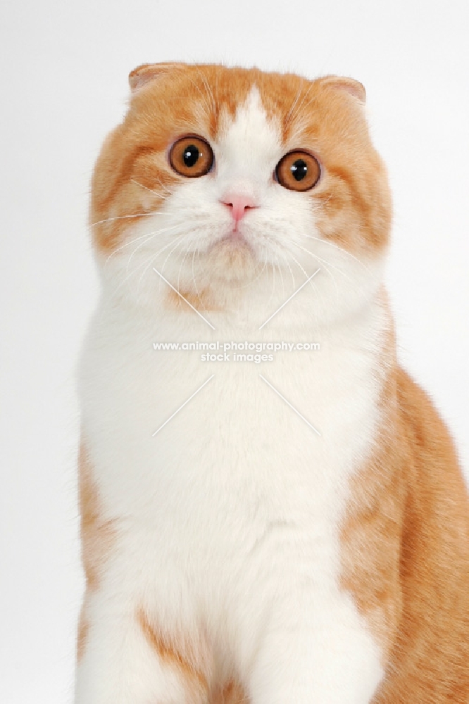 Scottish Fold cat looking at camera, red mackerel tabby & white