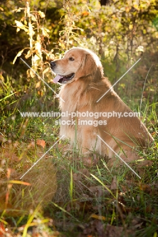 Golden Retriever in summer