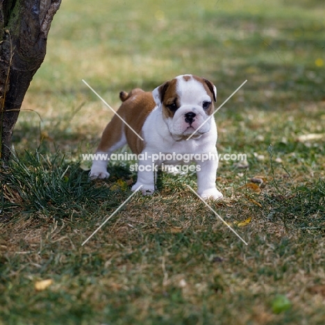 little bulldog puppy