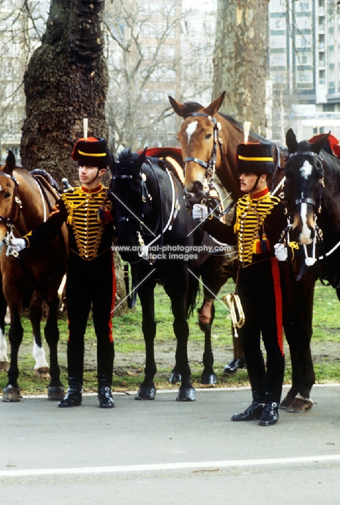 soldiers of kings troop royal horse artillery in ceremonial dress in london with their horses