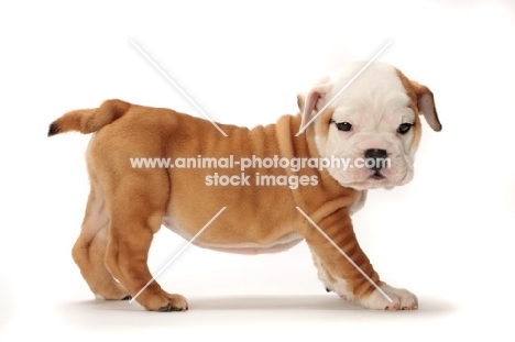 red and white Bulldog puppy standing on white background