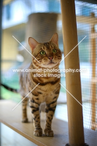 Bengal male cat standing