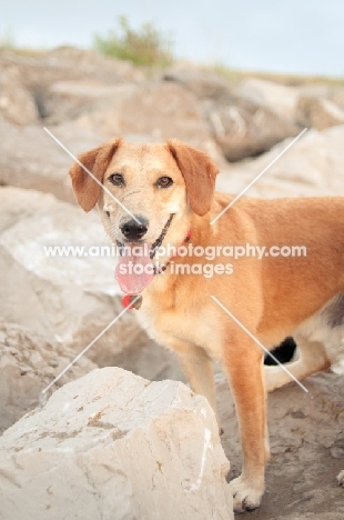 dog near rocks