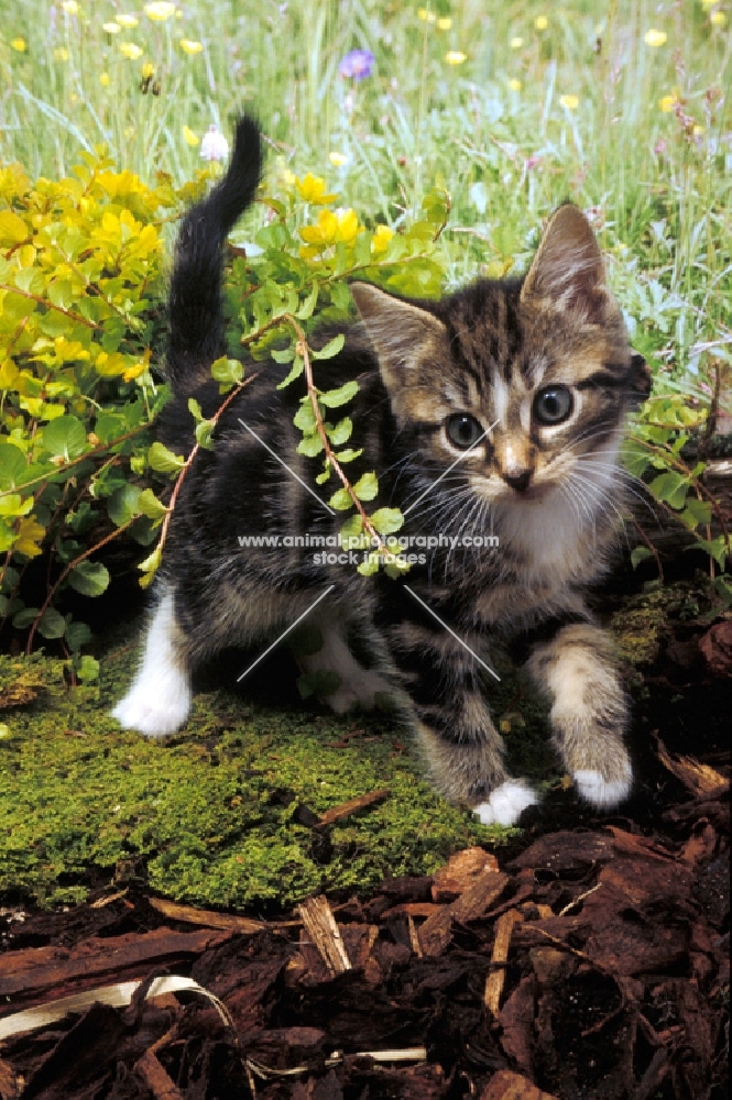 household tabby and white kitten amongst greenery