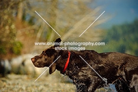 Chocolate Lab shaking off.