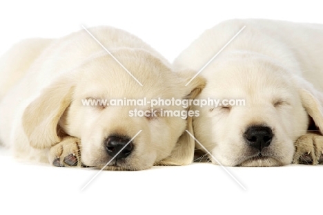 Golden Labrador Puppies lying asleep isolated on a white background