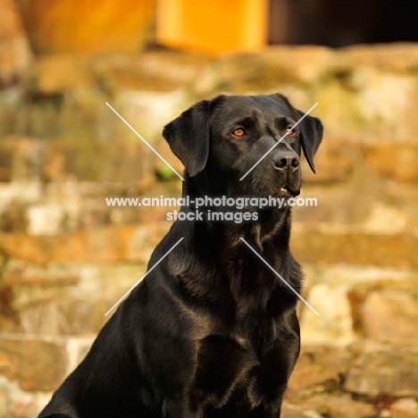 black Labrador Retriever