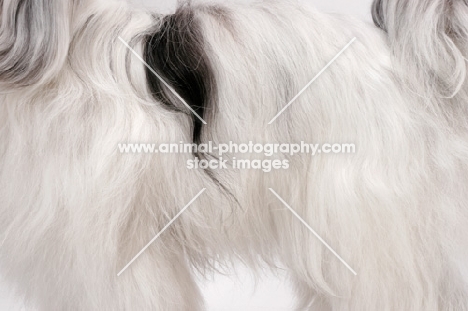 Tibetan Terrier, Australian Champion, coat detail