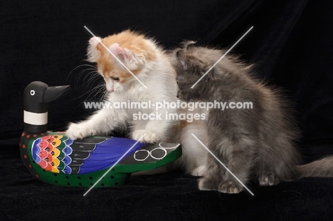 curious American Curl kittens playing with a wooden duck