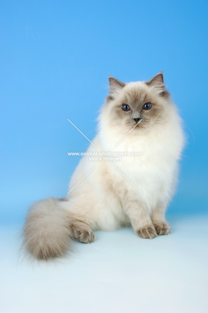 blue colourpoint ragdoll cat, sitting down