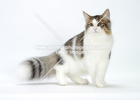 Brown Mackerel Tabby & White Norwegian Forest Cat standing on white background