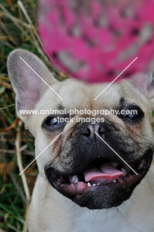 French Bulldog