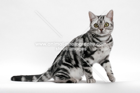 American Shorthair, Silver Classic Tabby, one leg up