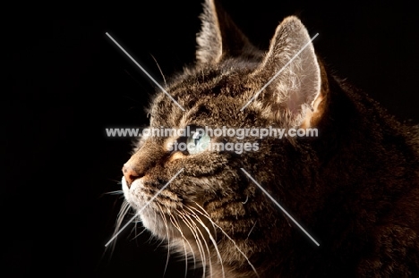 Tabby cat portrait