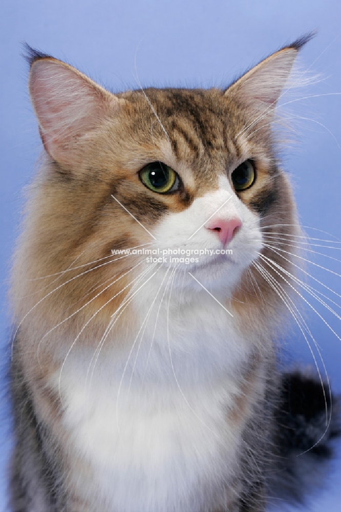 Brown Mackerel Tabby & White Norwegian Forest cat head study