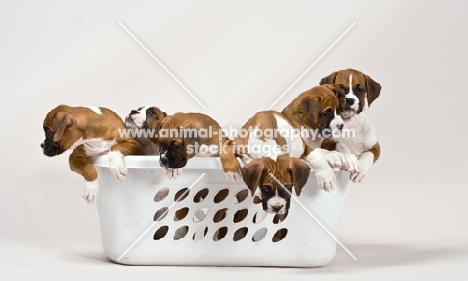 group of Boxer puppies in a washing basket