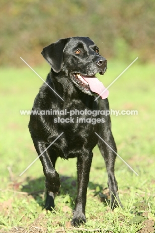 shiny black Labrador Retriever on grass