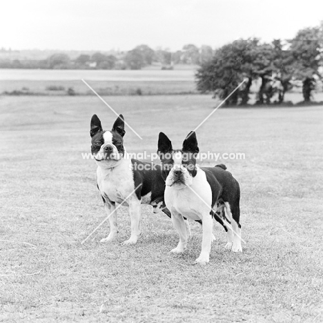 two boston terriers