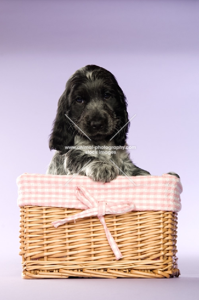 english cocker spaniel puppy in a basket on a purple background