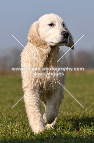 wet young Golden Retriever