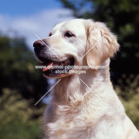 golden retriever from westley, head study