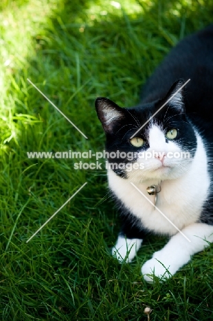 bi-coloured short haired cat lying down on grass