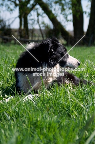 Border Collie lying down, looking away