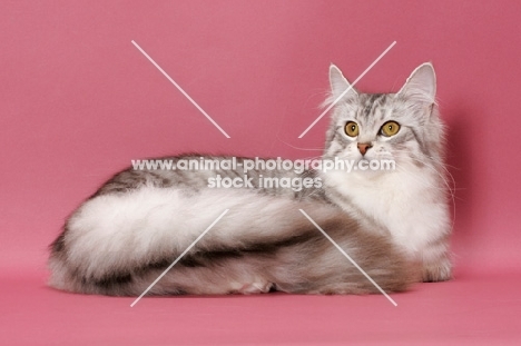 Silver Mackerel Tabby & White Maine Coon, lying down