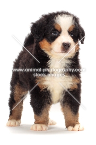 bernese Mountain dog puppy