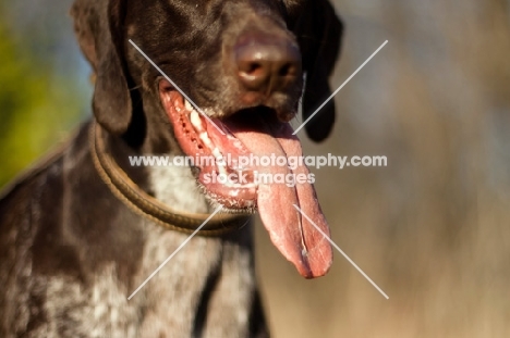 German Shorthaired Pointer's tongue