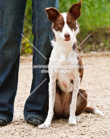 Border Collie near owner