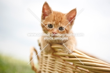 household kitten in basket