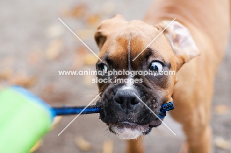 Boxer puppy with toy