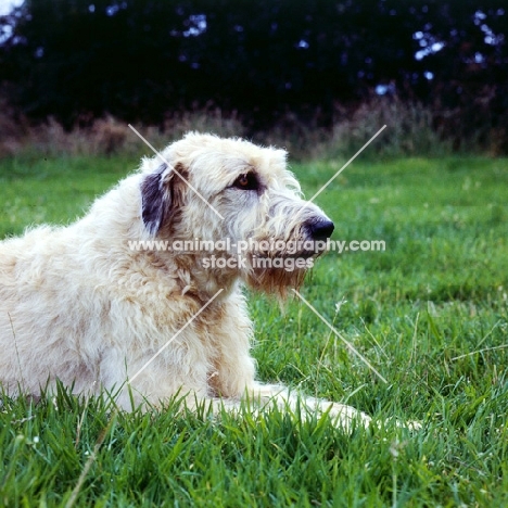 irish wolfhound lying in grass