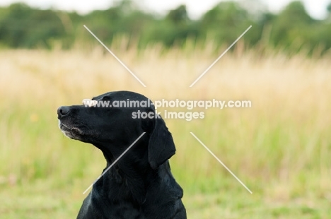 Labrador balancing biscuit on nose