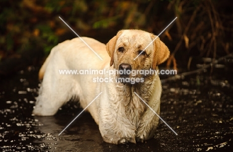 cream Labrador Retriever standing in murky water