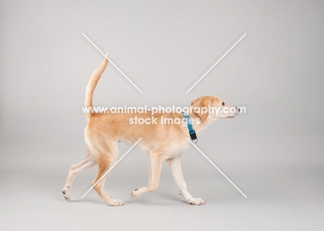 Hound mix trotting in studio, with tail up.