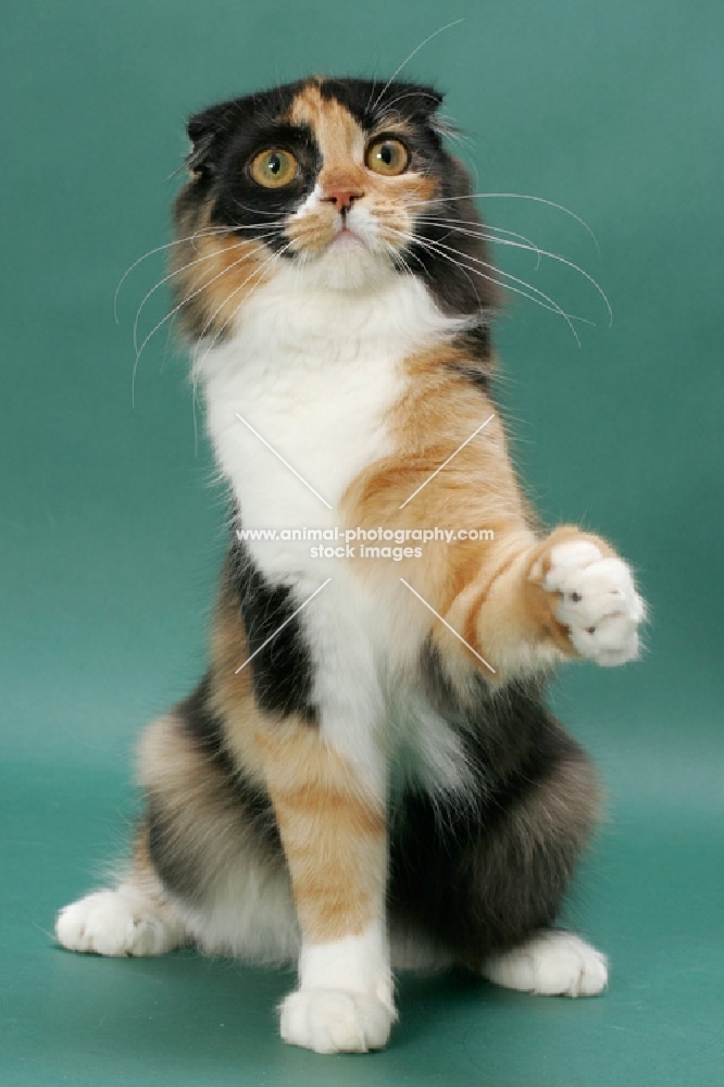 Tortoiseshell & White Scottish Fold, reaching with one leg up