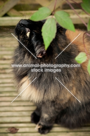 non pedigree cat under leaves