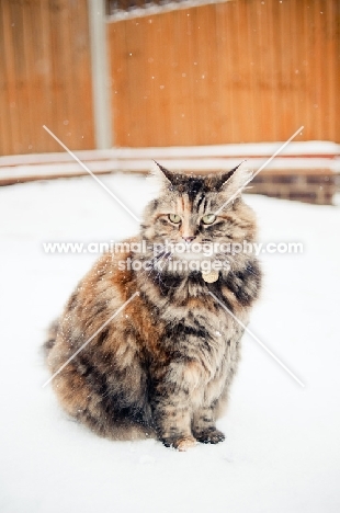 non pedigree cat in winter