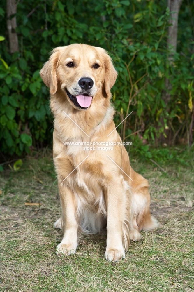 happy siting Golden Retriever with greenery background