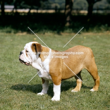 bulldog puppy, blockbuster red white and blue, 5 months old